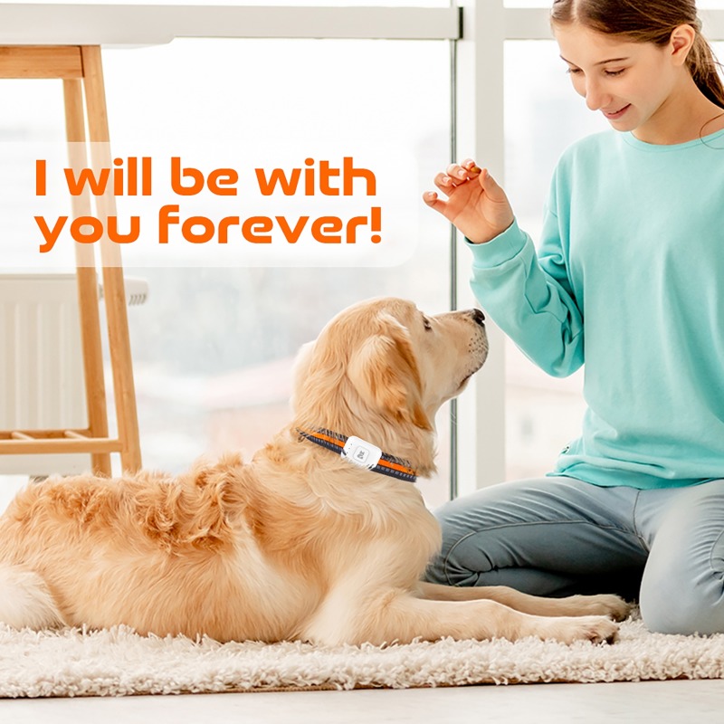 Pet GPS AGPS Tracking Device 4 - огляд і ціна Pet Supplies Direct